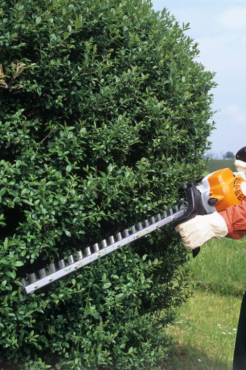 entreprise spécialisée en arboriculture a l ancienne lorette droite