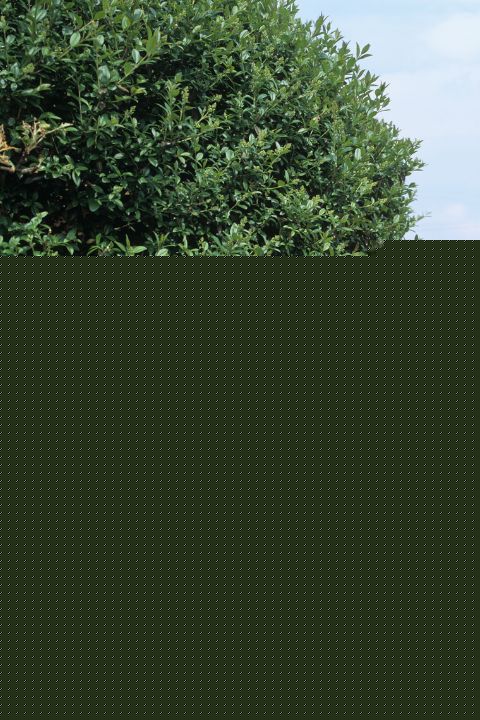 entreprise spécialisée en arboriculture a saint georges droite