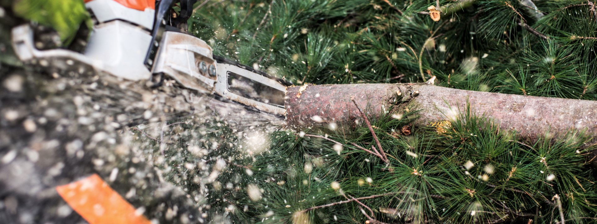 Entreprise Spécialisée en Arboriculture au Québec