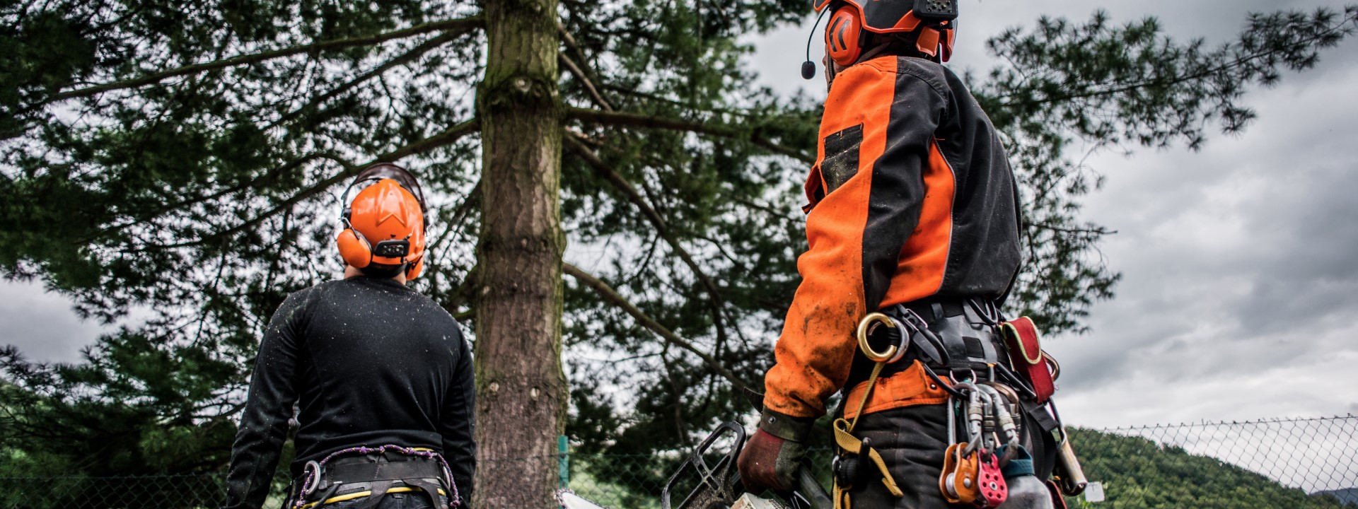 Entreprise Spécialisée en Arboriculture au Québec