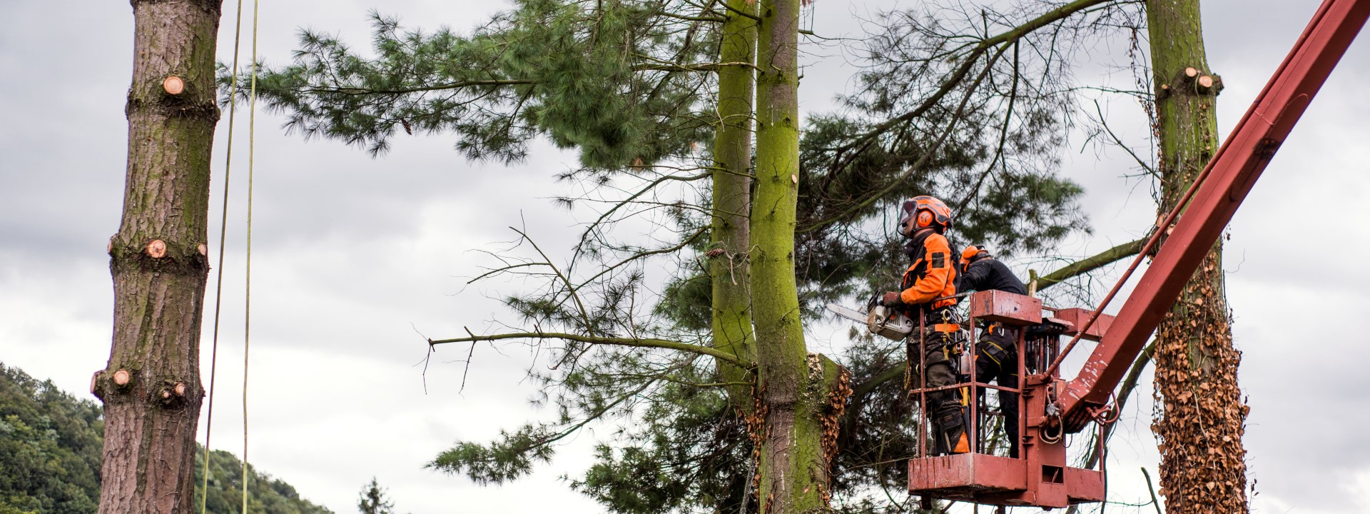Entreprise Spécialisée en Arboriculture au Québec